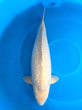 Ginrin Chagoi 75 cm Marusei