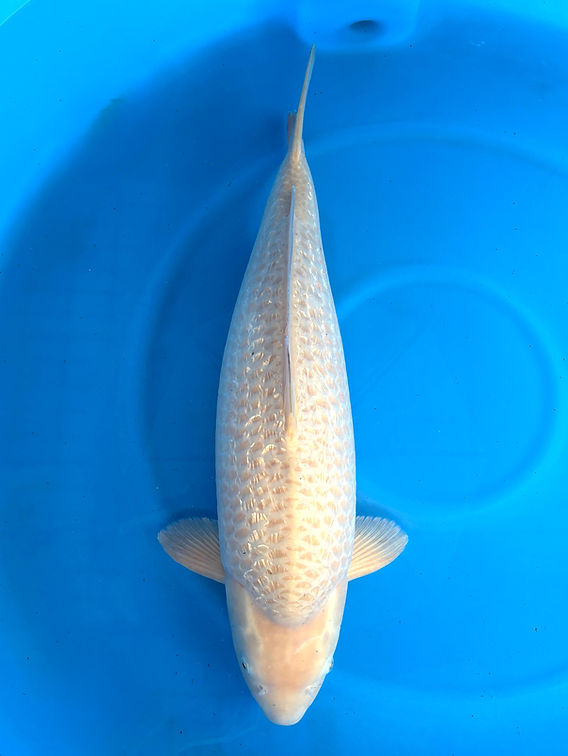 Ginrin Chagoi 75 cm Marusei