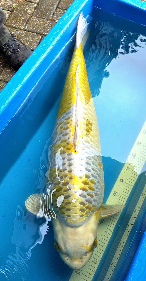 Kirin 82 cm Wada