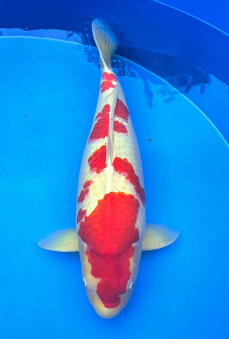 Kohaku 73 cm Nagoshi