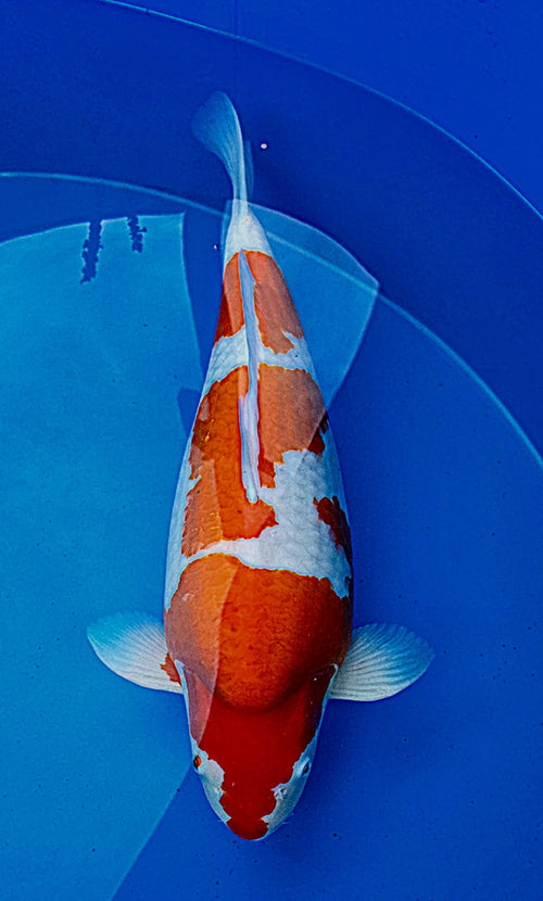 Kohaku 67 cm Yagenji