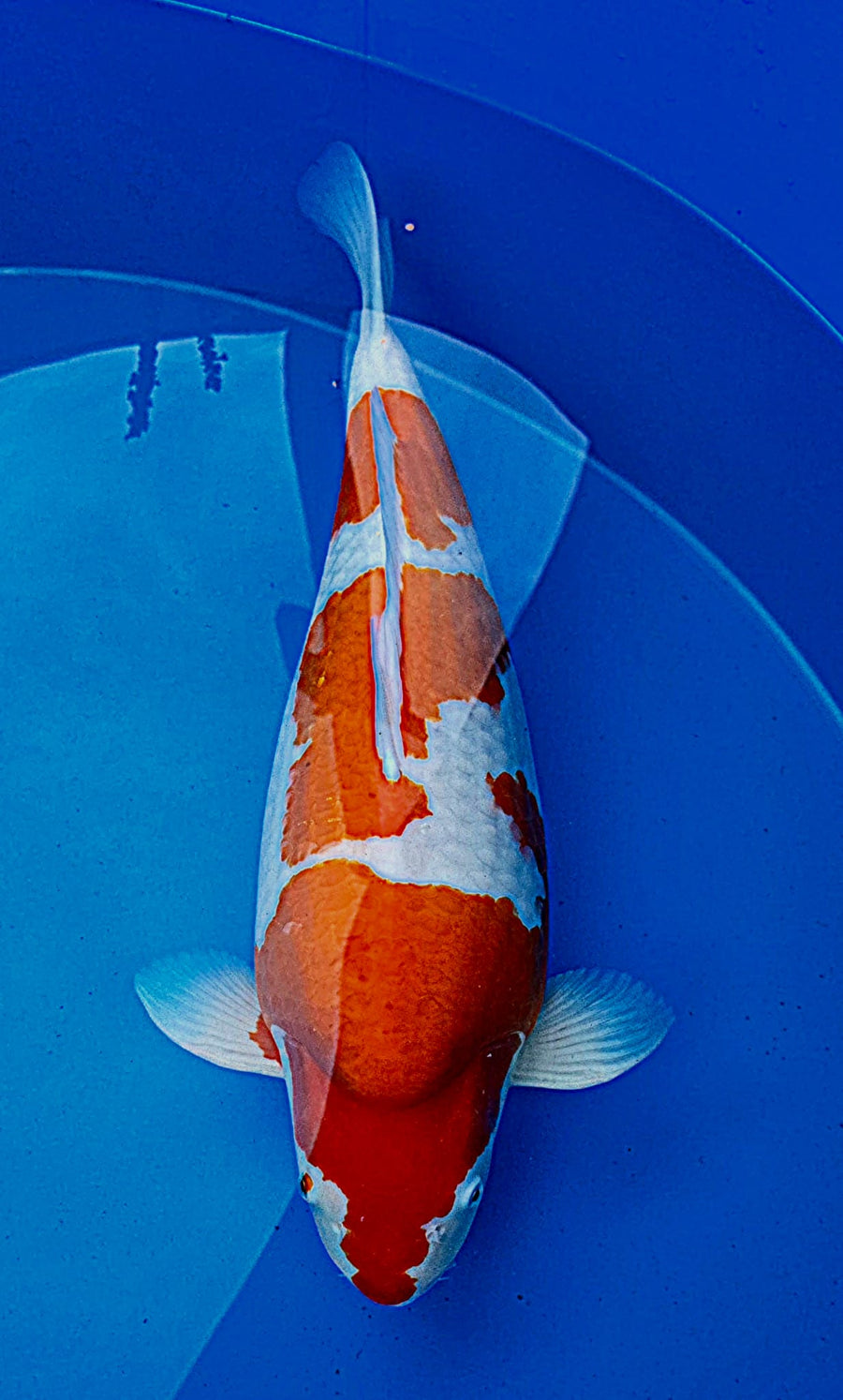 Kohaku 67 cm Yagenji