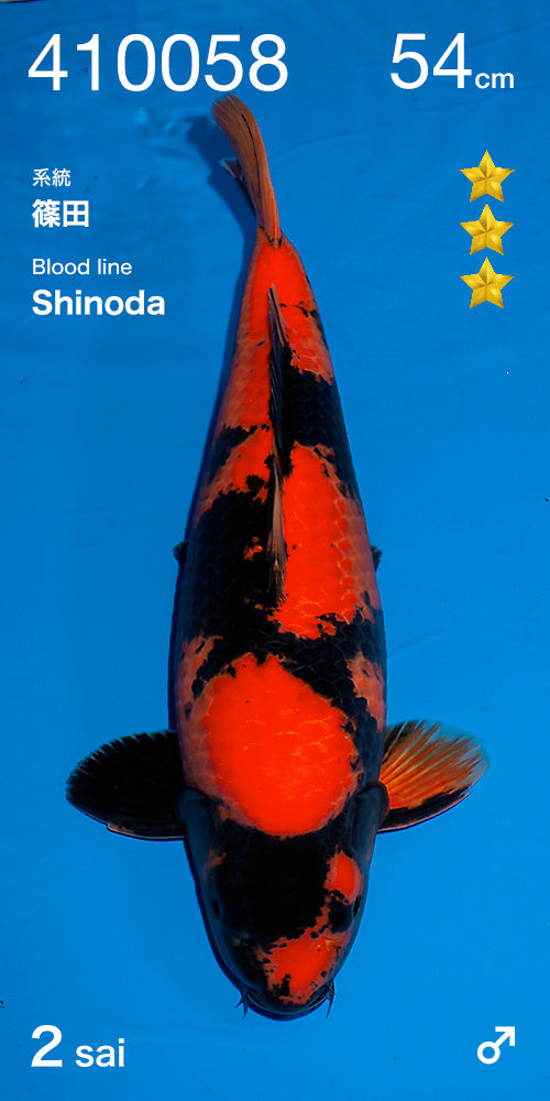 Hi utsuri shinoda 54cm