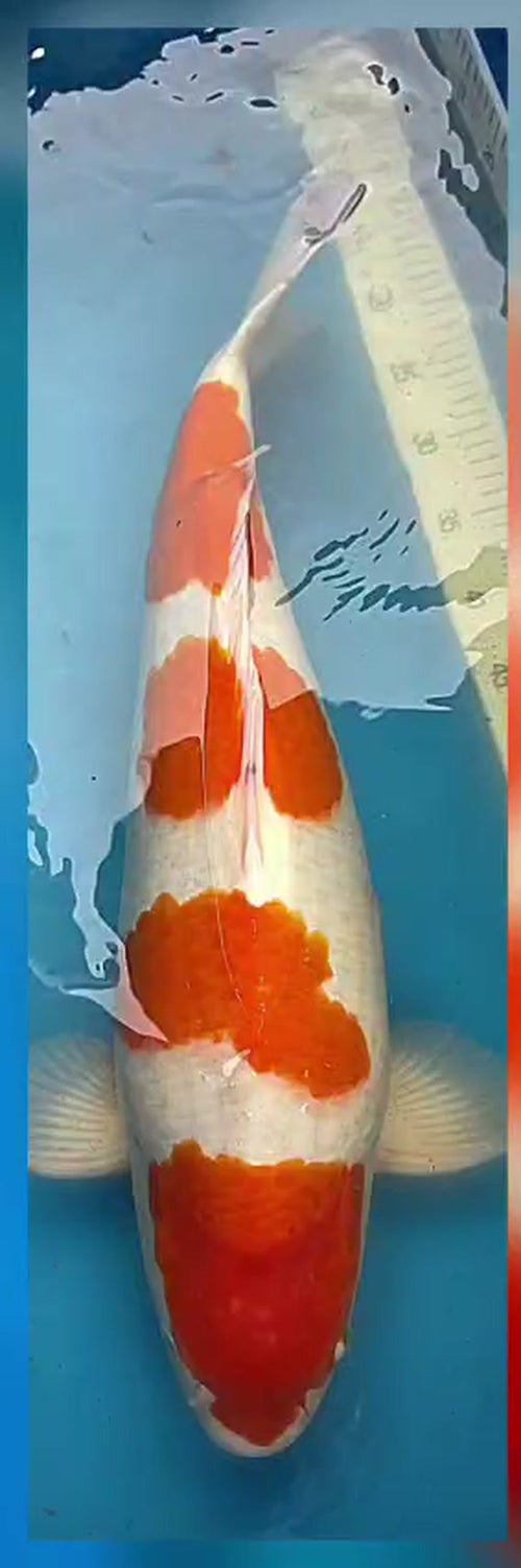 Yondan Kohaku 65 cm