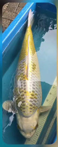 Kirin 82 cm