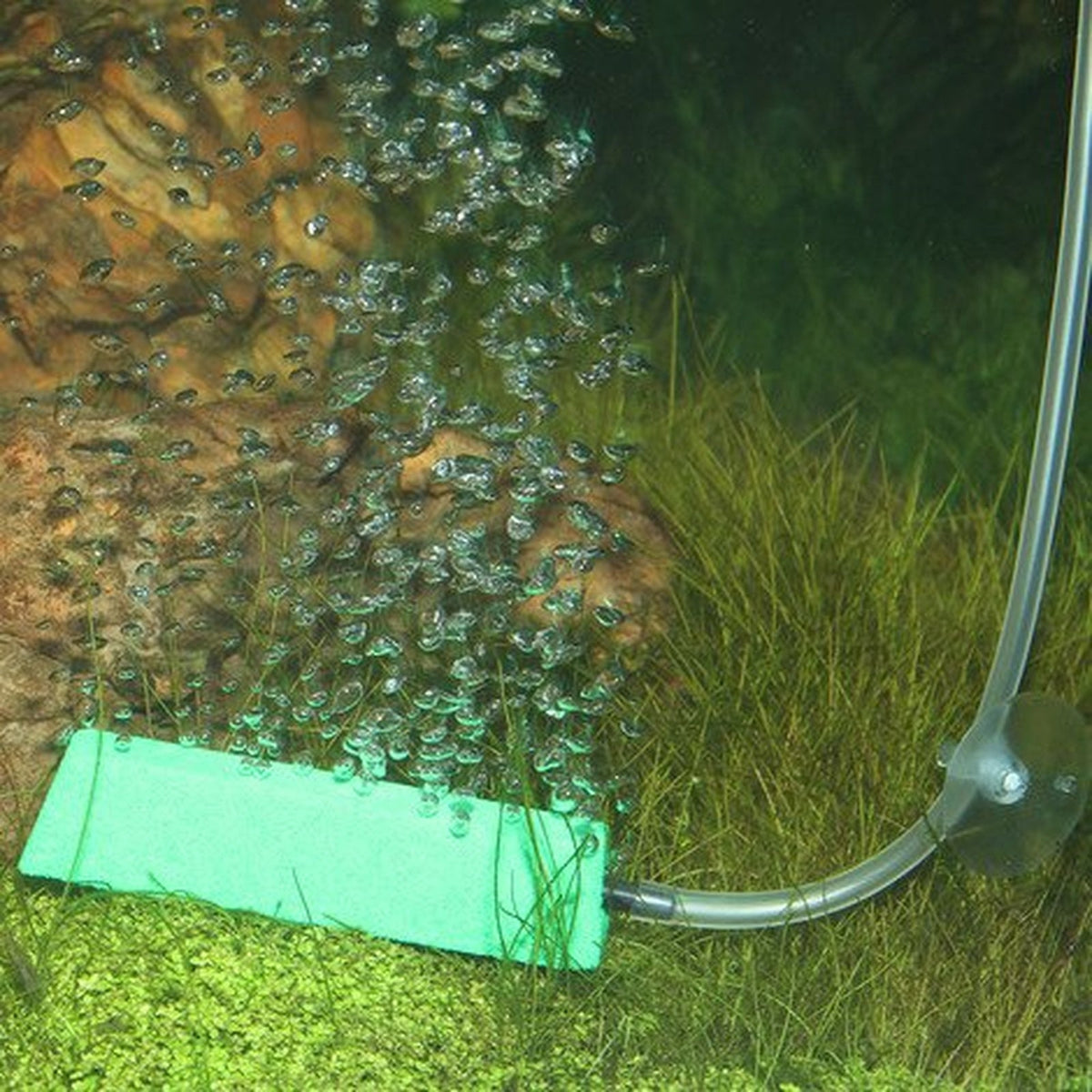 JBL ProSilent Aeras Micro S luchtsteen in werking in aquarium met fijne microbellen
