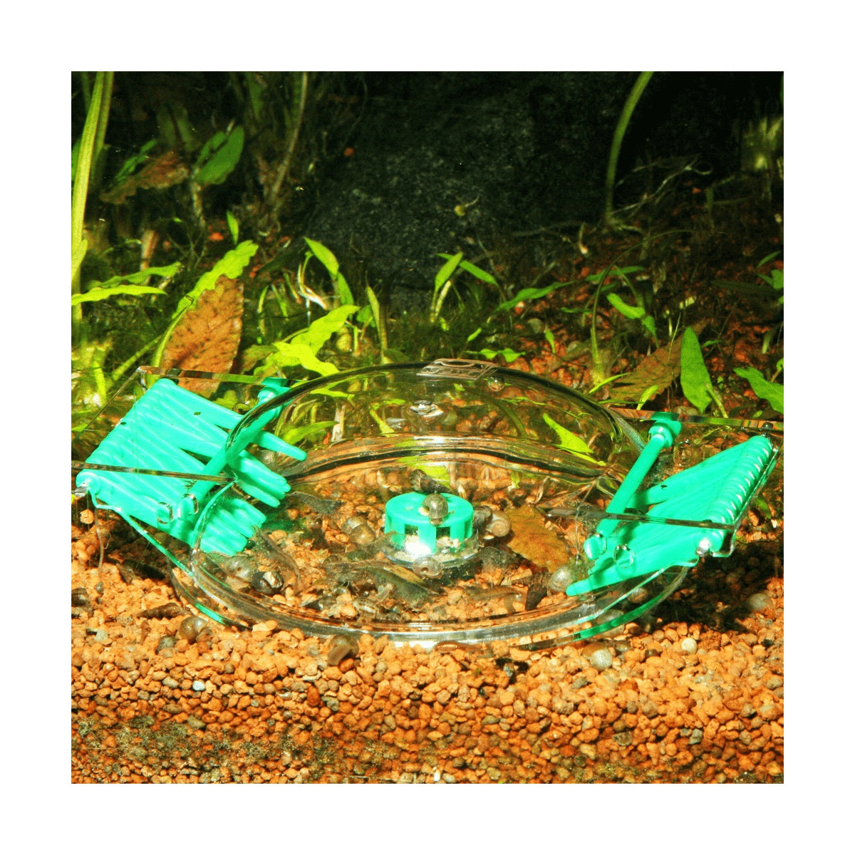 JBL LimCollect II slakkenval in werking op aquariumbodem met gevangen slakken
