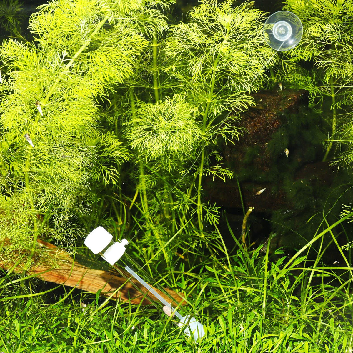 JBL PlaCollect planariaval geplaatst in beplant aquarium