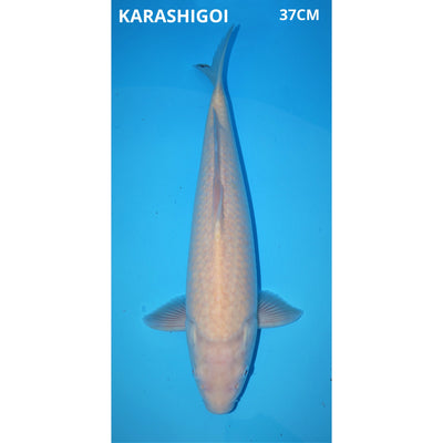 Karashigoi 37cm female