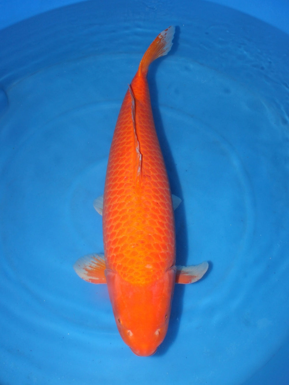 Hirasawa Red Karashigoi 91cm