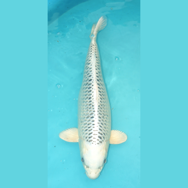 Kin Matsuba 57cm Ogata Sansai Female 2e prijs Frankrijk