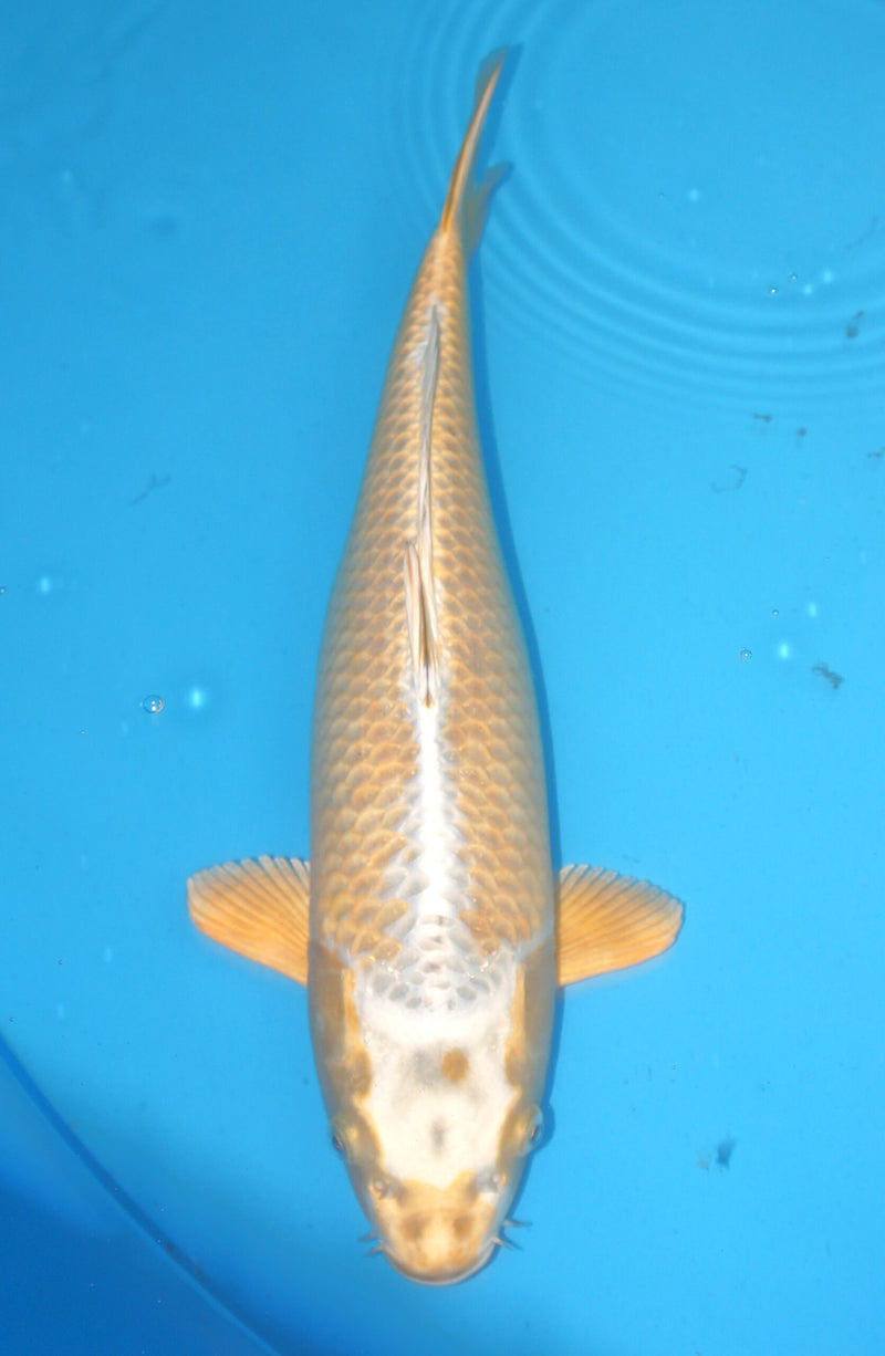 Kogane Ochiba 43cm Marusei Nisai Female, Koi bij Vijvercentrum