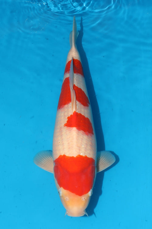 Kohaku 4 trap 52cm Takigawa