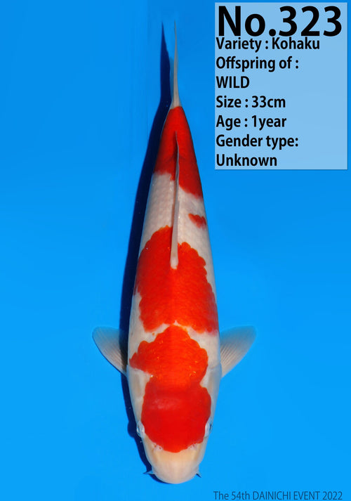 Kohaku Dainichi Tosai 323