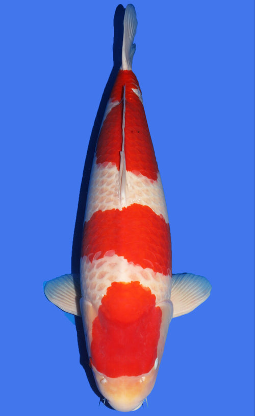 Kohaku SFF Snowman 85cm