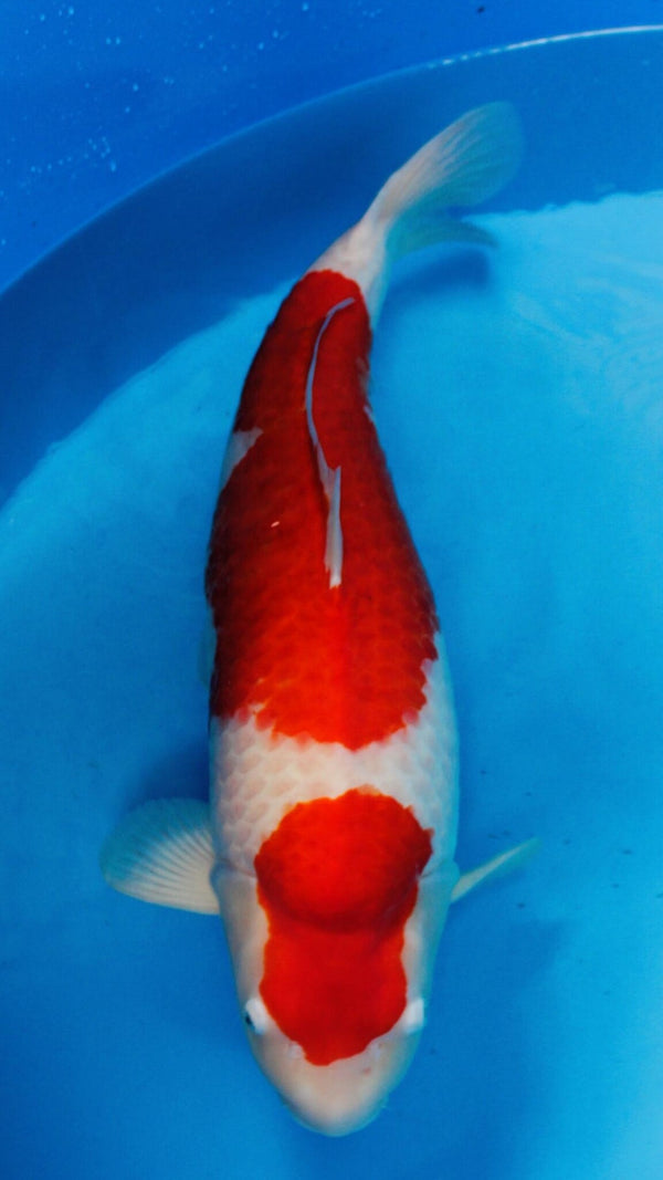 Sakai Fish Farm Kohaku Gosai 75cm