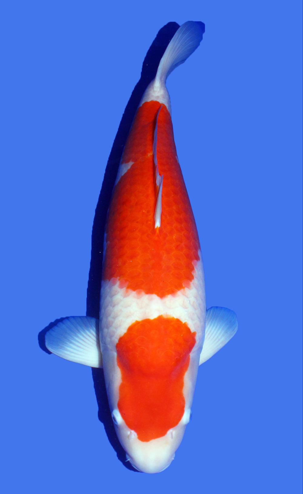 SFF Kohaku 70cm, female