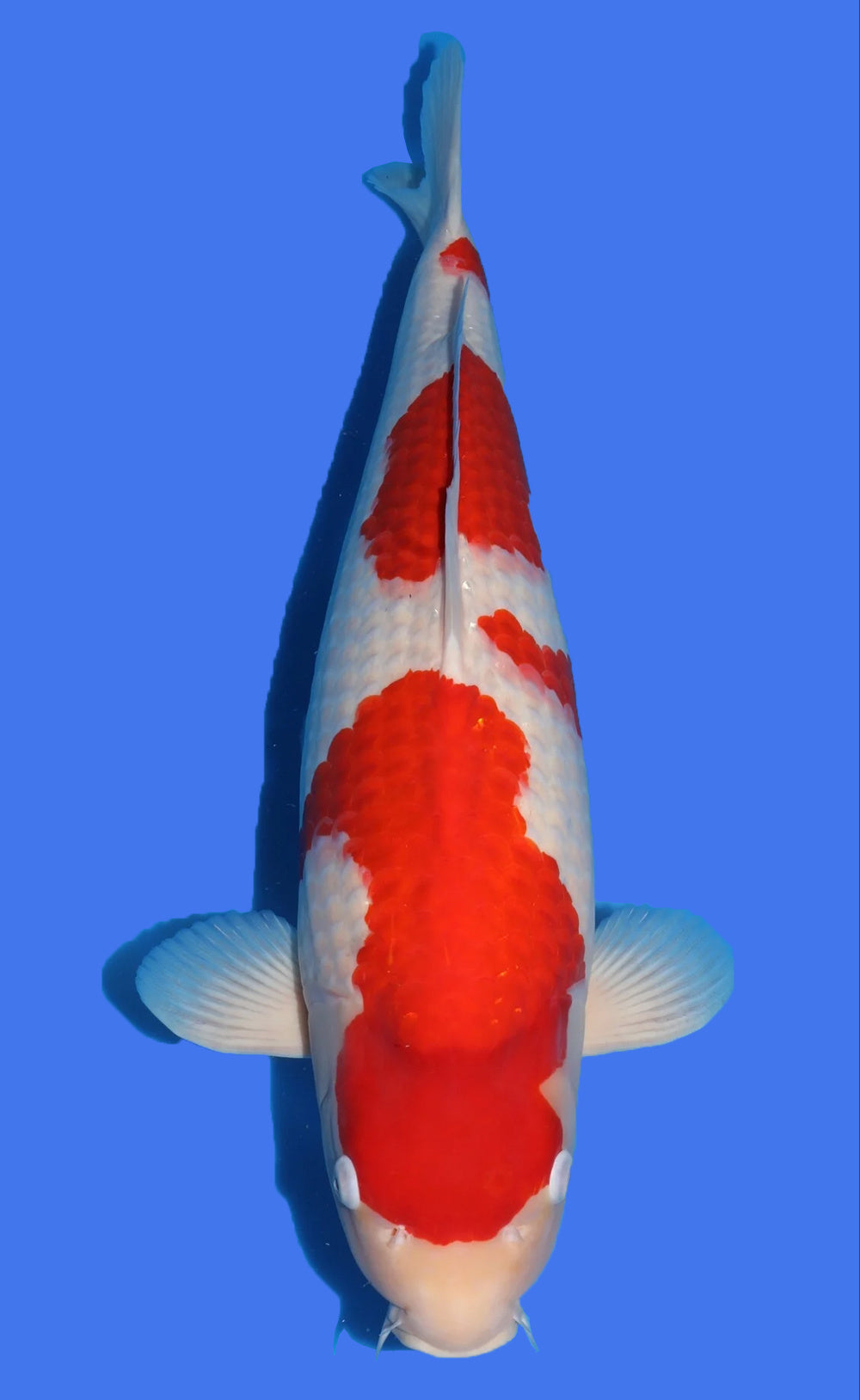 Tamaura Sansai Kohaku 67cm