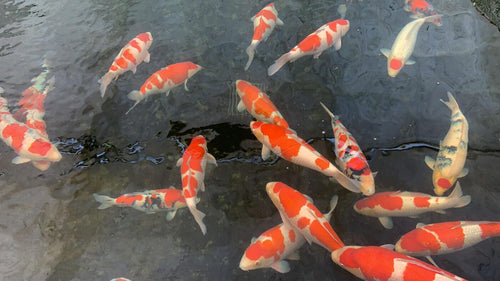 Koi Maas en Waal, 6