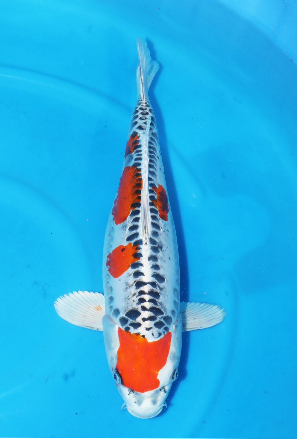 Doitsu Kujaku 50-55cm Oyama