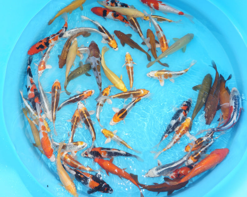 Tosai mix Omosako/Marusei 25/35cm, Koi bij Vijvercentrum