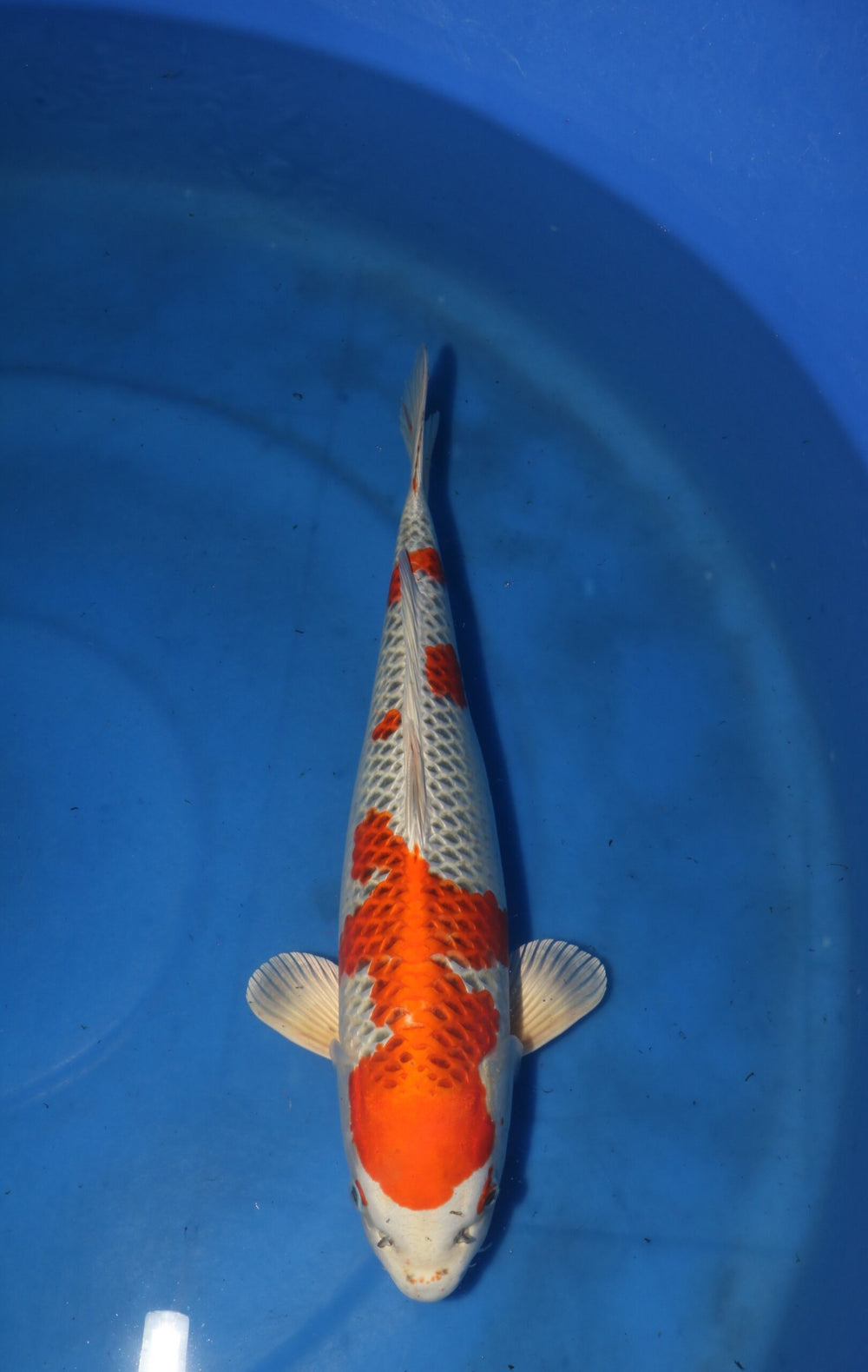 Nagoshi Kujaku 1427