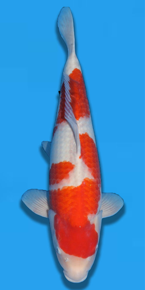 Matsue Kohaku 58cm Nisai