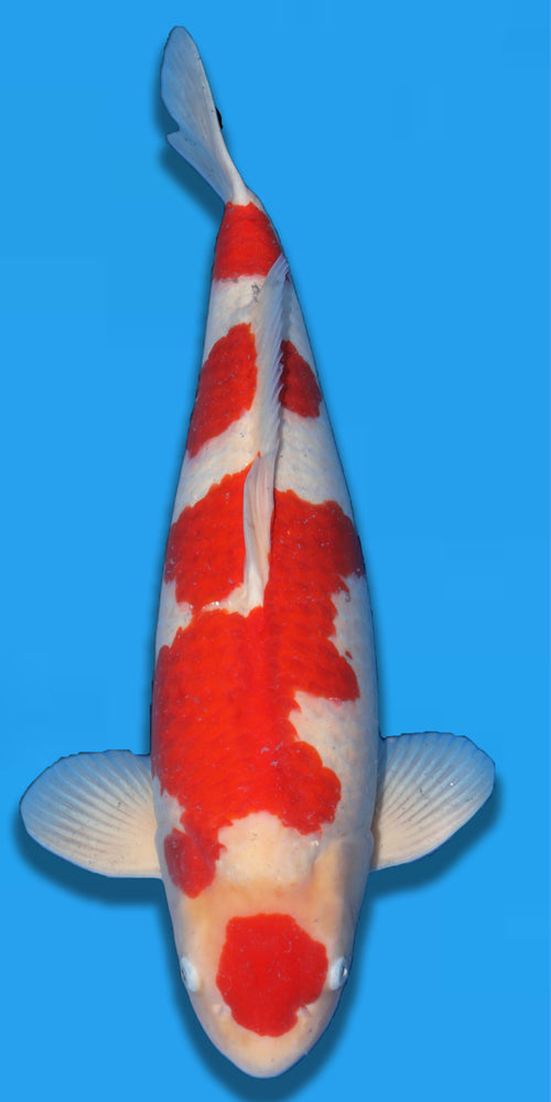 Momotaro Kohaku Nisai 62cm