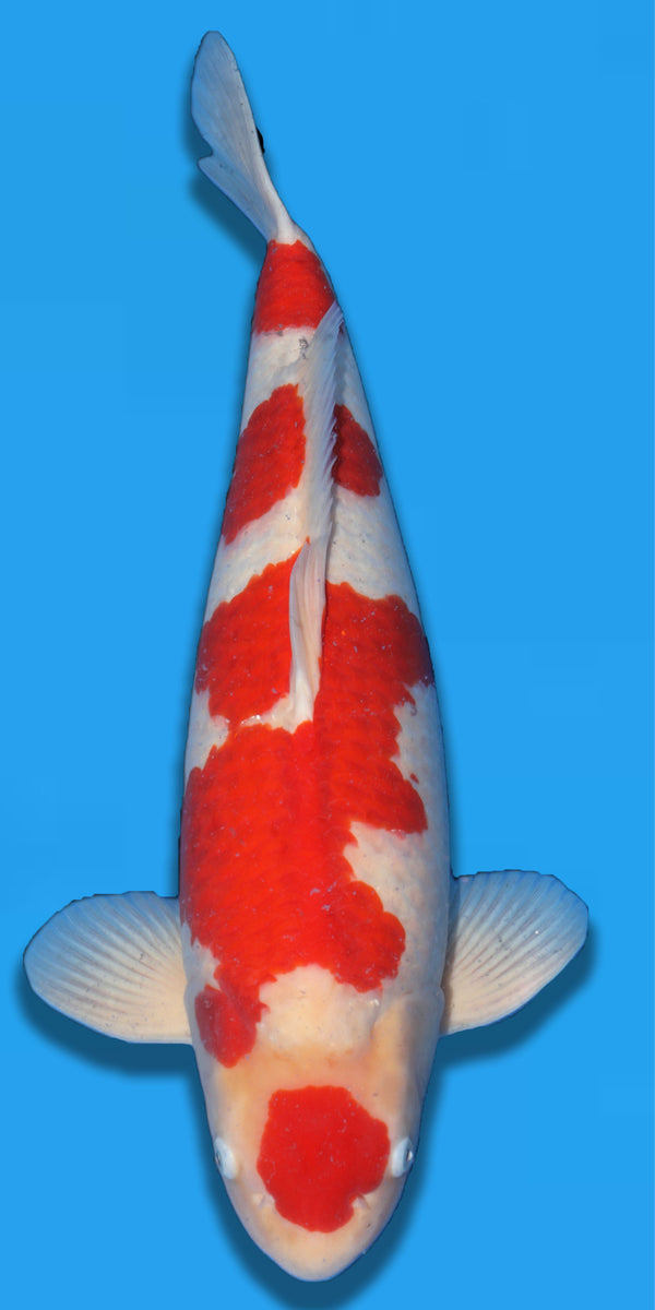 Momotaro Kohaku Nisai 62cm