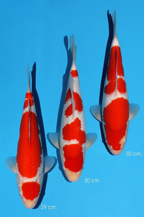 Momotaro Kohaku No. 104 – 29–30 cm