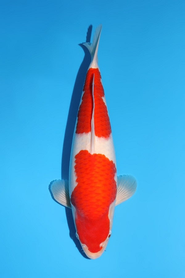 Momotaro Kohaku No. 162 | 43 cm |