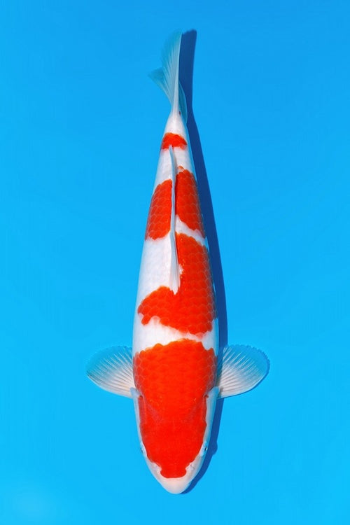 Momotaro Kohaku nr 102 Tosai VHQ 35cm Auction