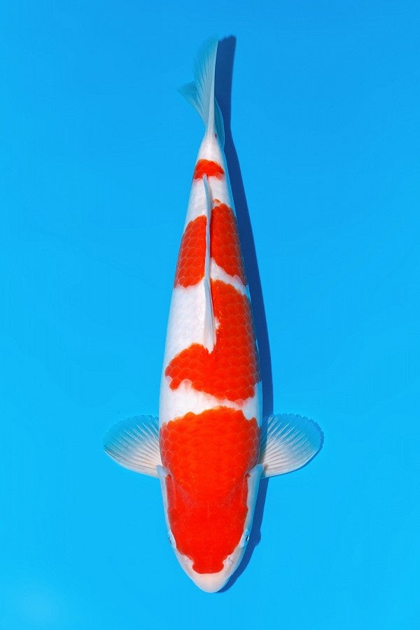 Momotaro Kohaku nr 102 Tosai VHQ 35cm Auction, Koi bij Vijvercentrum