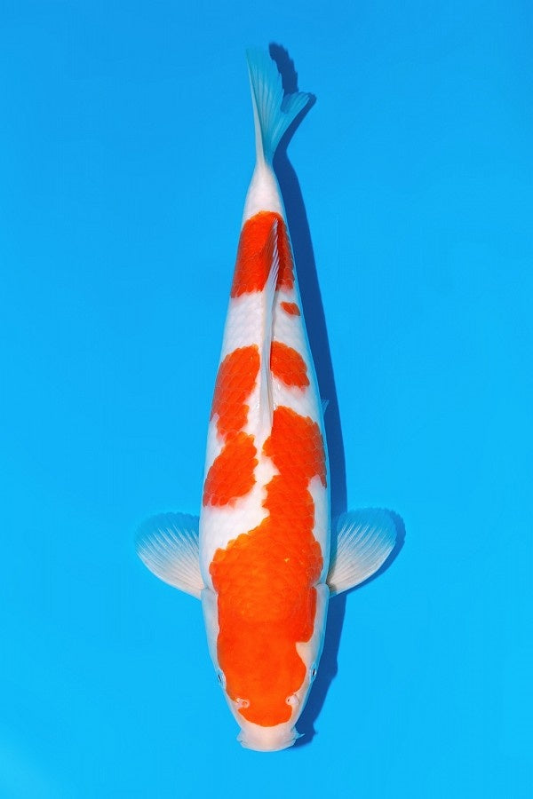 Momotaro Kohaku nr 37 Tosai HQ 37cm Auction
