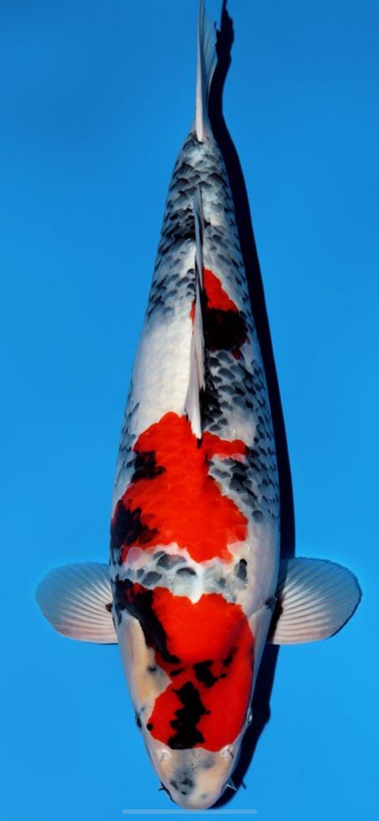 Narita FF Dainichi Showa Nisai female 59cm VHQ