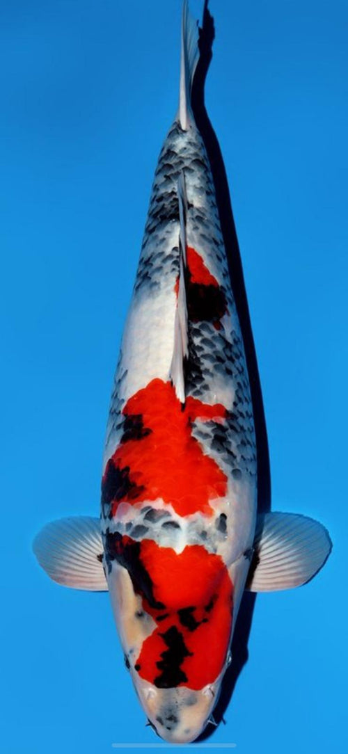 Narita FF Dainichi Showa Nisai female 59cm VHQ