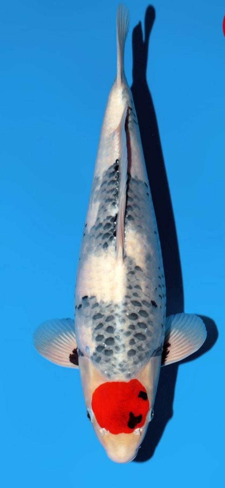 Narita FF Sekiguchi Tancho Showa Nisai 46cm
