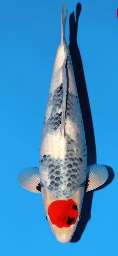 Narita FF Sekiguchi Tancho Showa Nisai 46cm