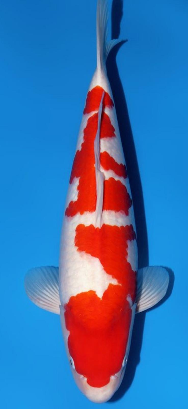 Tamaura Kohaku nisai female 56cm