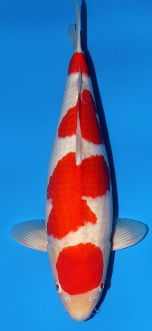 Narita FF TMomotaro-Koi Kohaku Nisai female 54cm