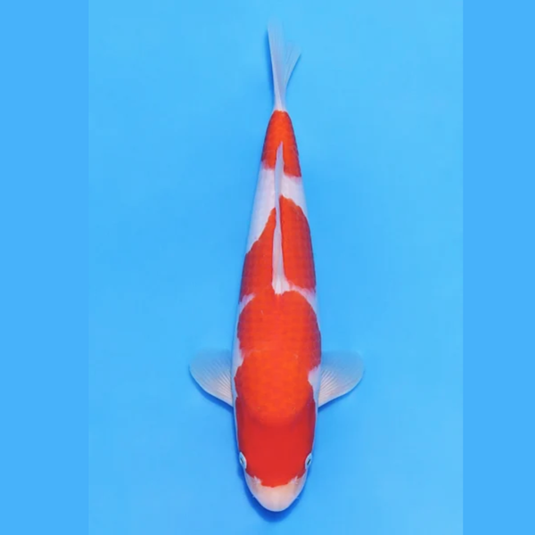 Nogami Jumbo Tosai Kohaku (2025)