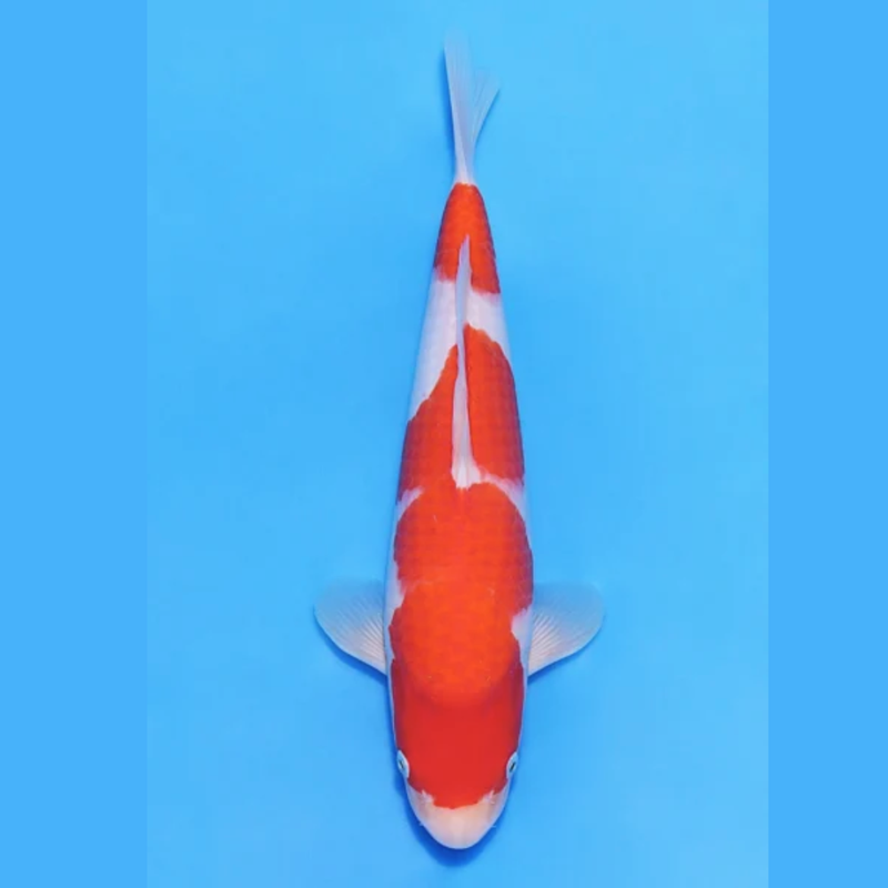 Nogami Jumbo Tosai Kohaku (2025), Koi bij Vijvercentrum