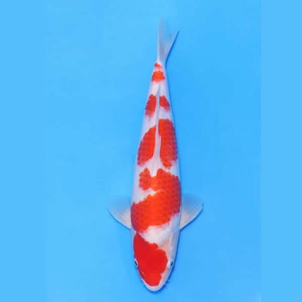 Nogami Jumbo Tosai Kohaku (2025)