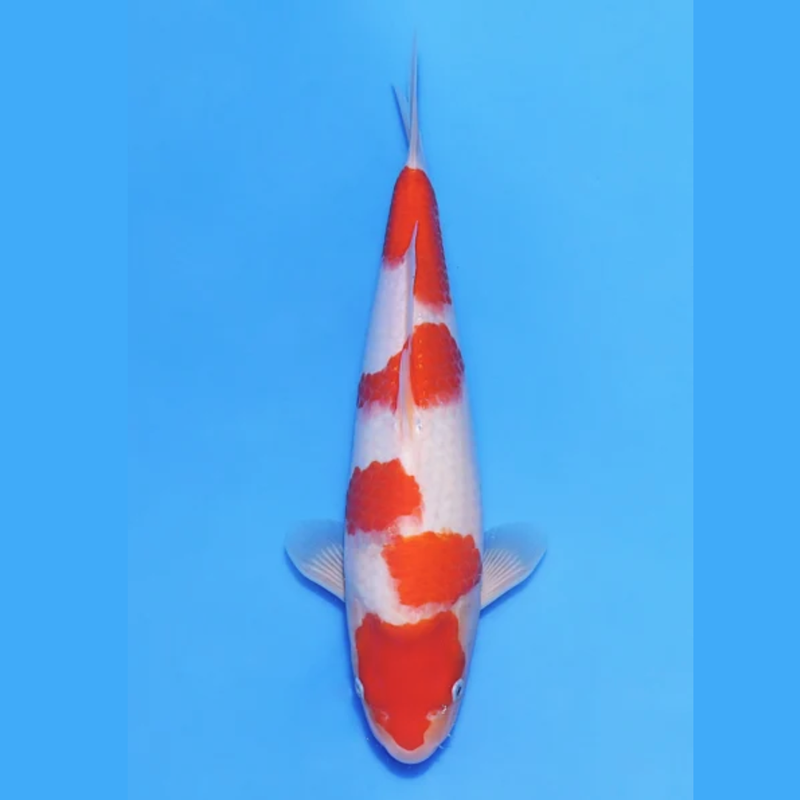 Nogami Jumbo Tosai Kohaku (2025), Koi bij Vijvercentrum