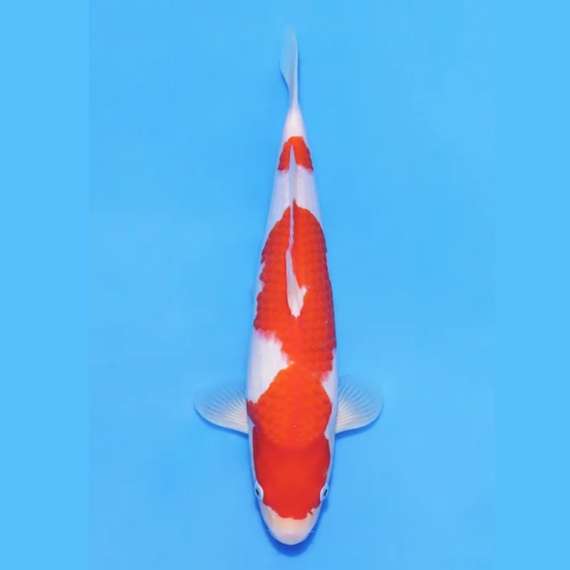 Nogami Jumbo Tosai Kohaku (2025), Koi bij Vijvercentrum