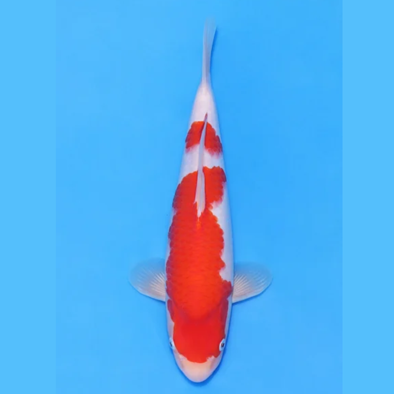 Nogami Jumbo Tosai Kohaku (2025), Koi bij Vijvercentrum
