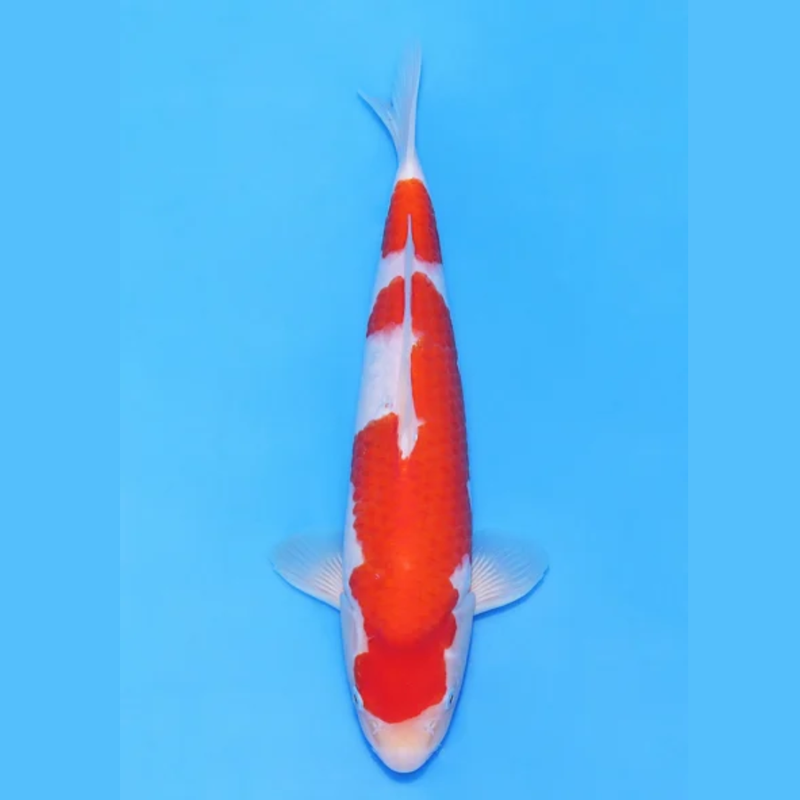 Nogami Jumbo Tosai Kohaku (2025), Koi bij Vijvercentrum