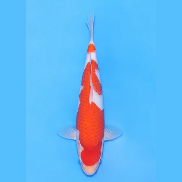 Nogami Jumbo Tosai Kohaku (2025)
