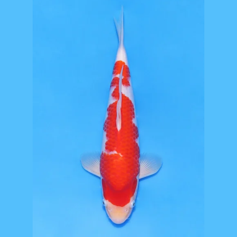 Nogami Jumbo Tosai Kohaku (2025), Koi bij Vijvercentrum