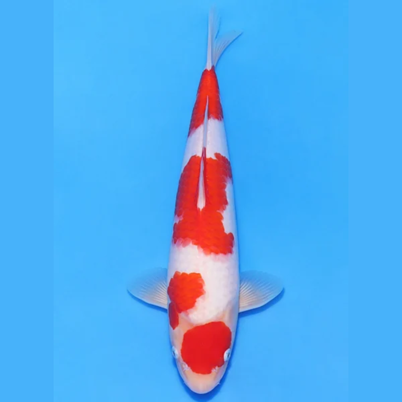 Nogami Jumbo Tosai Kohaku (2025), Koi bij Vijvercentrum
